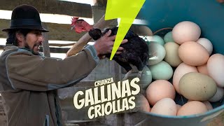 Crianza de gallinas criollas [upl. by Aihtennek309]