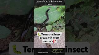 Deadly Invasion  Poisonous Hammerhead Worms Taking Over HammerheadFlatworm ToxicWorm [upl. by Holofernes946]