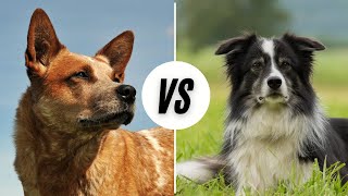 Australian Cattle Dog vs The Border Collie  Which Is Better [upl. by Tuckie]