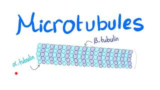 Microtubules [upl. by Narod917]