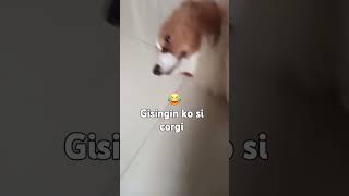 Gisingin si corgi shortvideo doglover pets corgi [upl. by Liana]