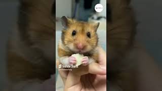 Cute Hamster Eating Lunch shorts hamstereating cute [upl. by Eiaj]