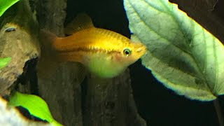 First Attempt At Raising Swordtail Fry [upl. by Gnel266]