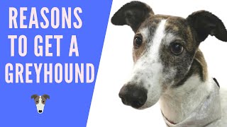 Reasons to get a greyhound [upl. by Jaret]