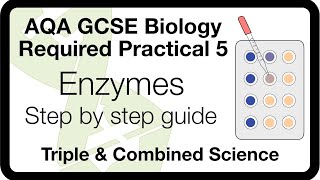 AQA GCSE Required Practical Enzymes  Method Analysis amp ExamStyle Questions [upl. by Colt]