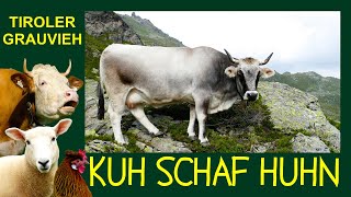 KUH SCHAF HUHN Folge 1 Tiroler Grauvieh  Die silbernen Rinder der Tiroler Berge  Wipptaler Rind [upl. by Gisela768]