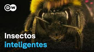 La asombrosa inteligencia de los abejorros las avispas y otros insectos  DW Documental [upl. by Press]