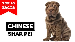 Chinese Shar Pei  Top 10 Facts [upl. by Asha]