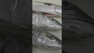 Spanish Mackerel vs Wahoo [upl. by Sidoon]