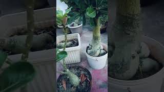 adenium flowerviralvideo garden greenplant flowers [upl. by Derry322]