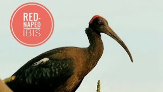 Call Rednaped Ibis🤩pls subscribe🙏 [upl. by Mcgannon]