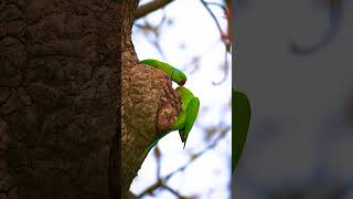 Rose Ringed Parakeet [upl. by Heti903]