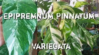 Epipremnum Pinnatum Variegated Albo 10 months update care 😊 [upl. by Roshan]