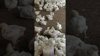 broiler farmingpoultry farminghow to start broiler farmingbroiler chicken farming broilerfarming [upl. by Orgell]