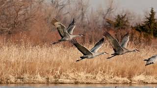 Sandhill Crane Migration Nebraska 2019 [upl. by Salchunas481]