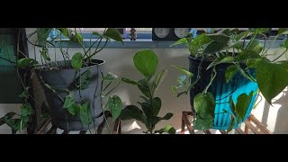 Im watering my plants 💦🌱🌿 I have 200plants 👀 plants oddlysatisfying plantaddict chaos [upl. by Irakab621]