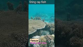 stingraytrygon chondrichthyesfishytshorts shortvideo [upl. by Nageem]