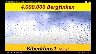 4 000000 Bergfinken landen auf ihren Schlafbäumen [upl. by Okimik]