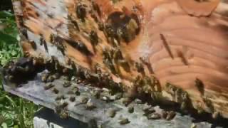 Capsule 4 Formation apicole  Varroa  Moyens de lutte [upl. by Orat920]