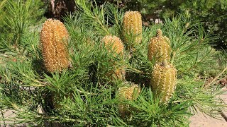 Banksia quotBirthday Candlesquot in bloom Banksia Grandis Coastal [upl. by Anikas]