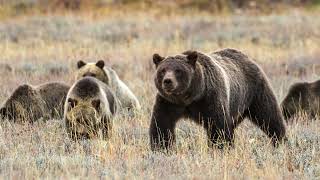 Grizzly 399 famed Yellowstone area bear killed in Wyoming car accident [upl. by Trebuh837]