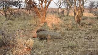 Okonjima Namibia  Temmincks ground pangolin  mother amp baby Sep 2016 [upl. by Restivo]