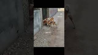 Cat vs dog 🐕 trending cat dog viral short shorts [upl. by Adiahs]