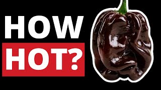 Chocolate Habanero Pepper on the Scoville Scale [upl. by Toh]