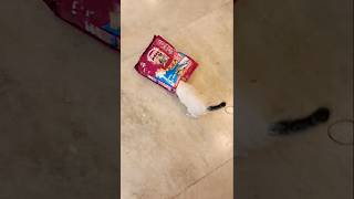 Cat food 😻 cat shorts viral shortfeed [upl. by Walworth]