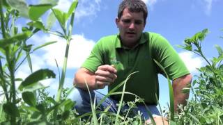 Boosting Alfalfa Yield with Teffgrass [upl. by Niliak253]