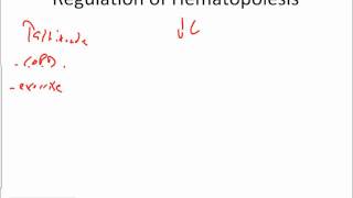 Hematopoiesis and Erythropoiesis [upl. by Kostival418]