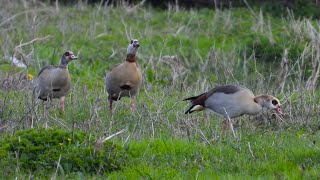 Kazarka egipska  gęsiówka egipska  gęś egipska  Egyptian goose  Alopochen aegyptiaca [upl. by Lancaster]