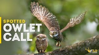 Spotted Owlet Call  Spotted Owlet Sound  Owl Sound  Owl Photography  Owl Call [upl. by Liauqram109]