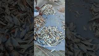 কক্সবাজার শুটকি পল্লী  Coxs Bazar  Chutki  Nadeem Vlox coxsbazar sutki seafood chutki [upl. by Neimad102]