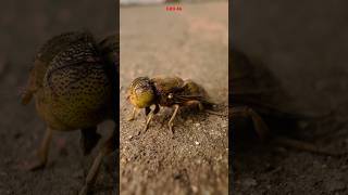 Hoverfly  Iphone16 macro video grd46 mobilephotography iphonecameratest [upl. by Ahseken]