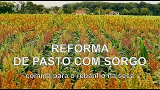 Reforma de pasto sorgo  capim [upl. by Yaluz]