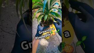 Growing a Pineapple from a Plant 🍍🪴 plantlover gardeningtips growingfruit bromeliads [upl. by Rains387]