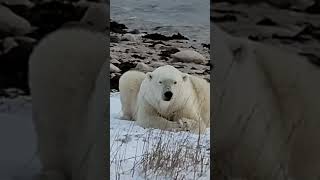 Waiting for the ice to form churchill canada hungrybear [upl. by Lrad]