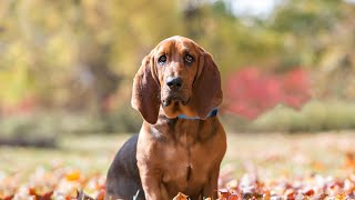 Are Basset Hounds Prone to Hip Dysplasia [upl. by Aizan404]