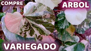 COMPRE UN INCREIBLE ARBOL VARIEGADO Y LO SEMBRAMOS  HUERTO CITADINO [upl. by Gninnahc]