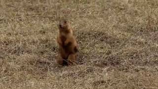 Prairie Dogs Submerge for Mating [upl. by Gnod488]