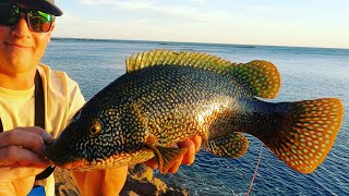 GREAT ALL ROUND LURE FISHING  soft Plastics fished over A Shallow Reef  LURE FISHING PADDLE TAILS [upl. by Oiromed823]