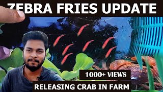 zebra fish fries update  returing crab to farm  buying new love birds  tamil [upl. by Goodyear]