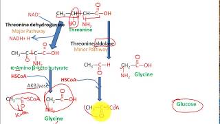 Catabolism Of threonine to pyruvate and succinate to glucose fasting state metabolism 3 [upl. by Celka]