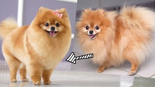 POMERANIAN  FIRST GROOMING HAIRCUT WITH SCISSOR [upl. by Anih]