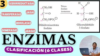 ENZIMAS 3  CLASIFICACIÓN  Las 6 clases de Enzimas Características y cómo reconocerlas [upl. by Harmon]