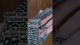 Varanus Doreanus  blue tail monitor  reptiles reptilesofyoutube petsvlog petlovers [upl. by Nnaira]