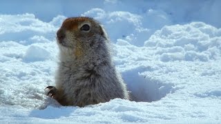 How an Arctic Squirrel Survives Winter  Wild Alaska  BBC Earth [upl. by Haisi74]