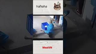 Làm sao mà đỡ được 🤣 meatvn funny tấuhài [upl. by Aerdnahc385]