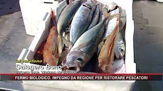 FERMO BIOLOGICO IMPEGNO DA REGIONE PER RISTORARE PESCATORI [upl. by Combe419]